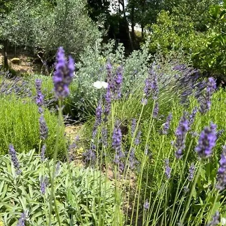 Vella Апартаменты *